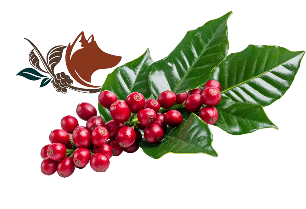 Quiénes somos rama de cafe con icino valle png